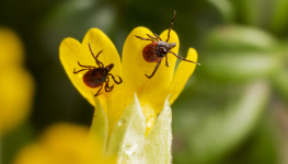 2018 Target Market Report on Awareness & Concern About Insect & Tick-Borne Diseases