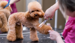 2022 Dog Grooming Market