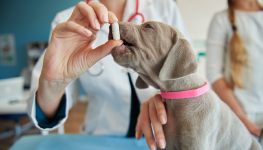 2020 Pet Supplements